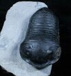 Extremely Inflated Wenndorfia Trilobite - #3909-3